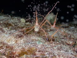 Arrow crab mating and releasing its eggs on night dive in... by William Goers Jr 